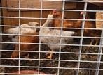 Jonge hanen van +-7 weken, Dieren en Toebehoren, Pluimvee