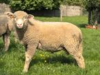 Dekrammen ile de france, Mannelijk, Schaap, 0 tot 2 jaar