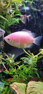 Goerami kissing, + 10 cm.rustige vis zoekt kus-gezel.vaste p, Dieren en Toebehoren, Vissen | Aquariumvissen, Vis