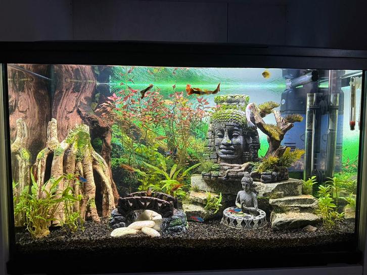 Aquarium met toebehoren en vissen, Dieren en Toebehoren, Vissen | Aquaria en Toebehoren, Zo goed als nieuw, Ophalen