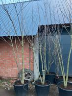 Meerstammige tetradium daniellii, Enlèvement