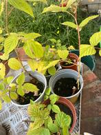 Frambozen planten, Ophalen