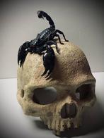 Heterometrus cyaneus, Dieren en Toebehoren, Ophalen of Verzenden, Zo goed als nieuw