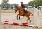 Lieve betrouwbare pony, Dieren en Toebehoren, Merrie, D pony (1.37m tot 1.48m), Recreatiepony, 11 jaar of ouder