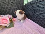 Super knap choco bont BO minilop rammetje, Mannelijk, Dwerg, Hangoor, 0 tot 2 jaar