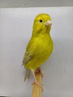 Kanaries, koppeltjes., Dieren en Toebehoren, Vogels | Kanaries, Kleurkanarie