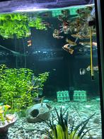 Mix guppy's, Dieren en Toebehoren, Ophalen, Zo goed als nieuw