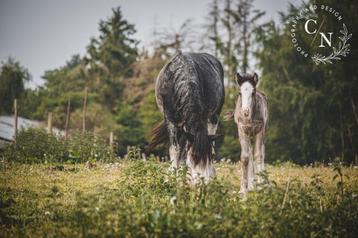Prachtige Tinker/irish cob veulens beschikbaar voor biedingen