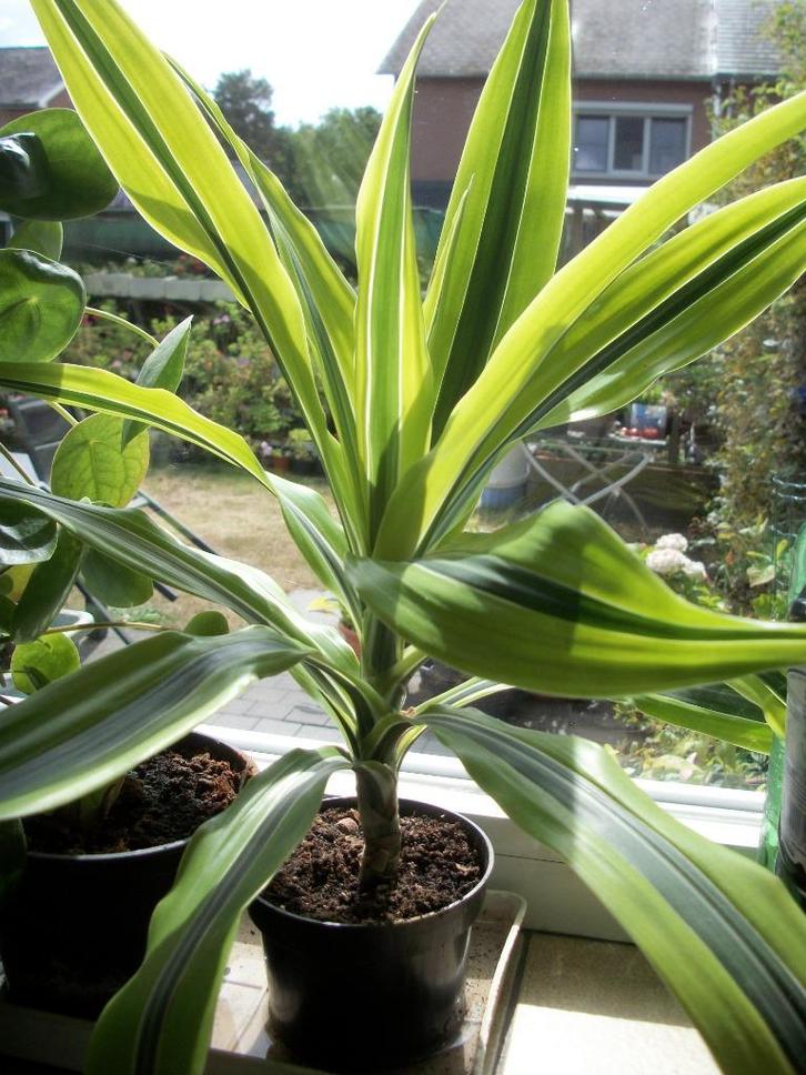 Draceana van hobbykweek maar 1 beschikbaar, Huis en Inrichting, Kamerplanten, Overige soorten, Minder dan 100 cm, Halfschaduw