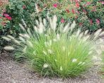 Pennisetum 'Little bunny', Tuin en Terras, Planten | Tuinplanten, Ophalen, Vaste plant, Siergrassen