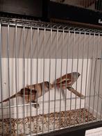 Baardmannetjes, Dieren en Toebehoren, Geringd