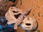 Nakweek Uromastyx ornata groen, Dieren en Toebehoren, Reptielen en Amfibieën, Amfibie