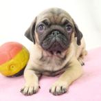 Mopshond (Belgisch) Pups te koop, Dieren en Toebehoren, België, CDV (hondenziekte), 8 tot 15 weken, Meerdere