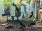 Black molly te denderbelle, Dieren en Toebehoren