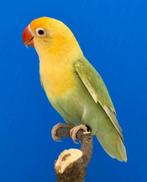 Fischeri opaline pale fallow turquoise, Mâle, Perroquet nain ou Inséparable, Bagué