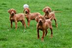 Vizsla pups te koop - Vader en moeder aanwezig, CDV (hondenziekte), Meerdere, 8 tot 15 weken, Meerdere dieren