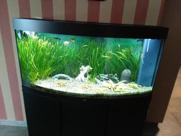 Mooie grote aquarium Juwel Vision 260 zeer goede staat, Dieren en Toebehoren, Ophalen, Zo goed als nieuw, Gevuld zoetwateraquarium