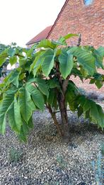 Exotische plant met groot blad, Ophalen