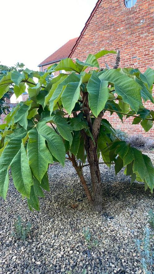 Exotische plant met groot blad, Tuin en Terras, Planten | Tuinplanten, Ophalen