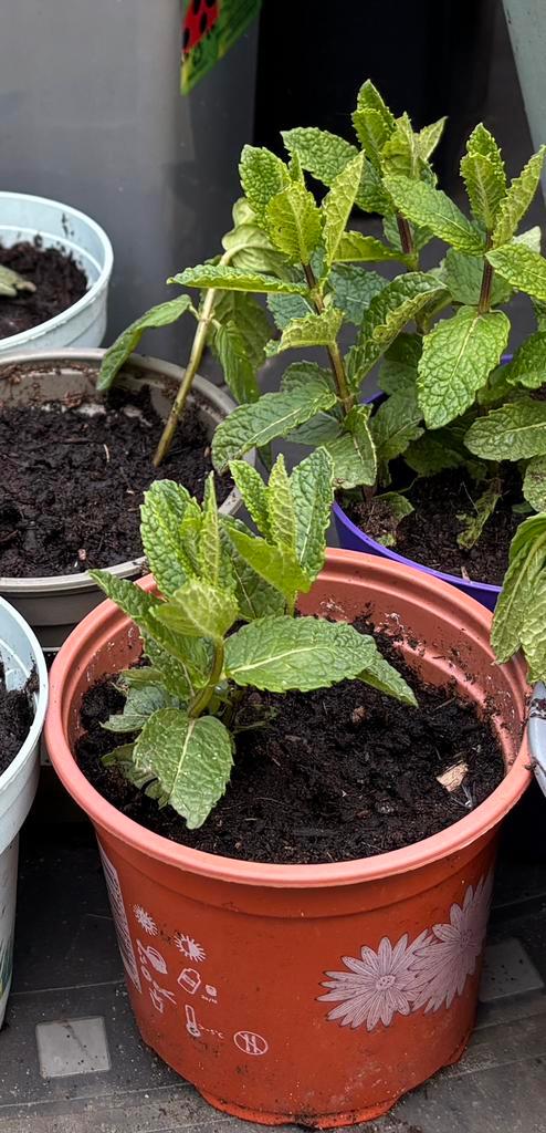 Menthe marocaine, Tuin en Terras, Planten | Tuinplanten, Ophalen