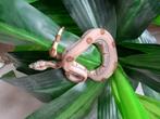 Boa constrictor imperator, Slang, Tam, 0 tot 2 jaar