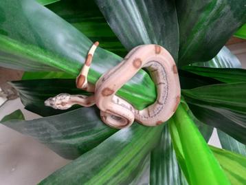 Boa constrictor imperator beschikbaar voor biedingen