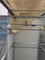 2 kanaries mans te koop, Mannelijk