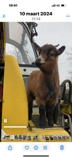 Geiten, Dieren en Toebehoren, Schapen, Geiten en Varkens, Vrouwelijk