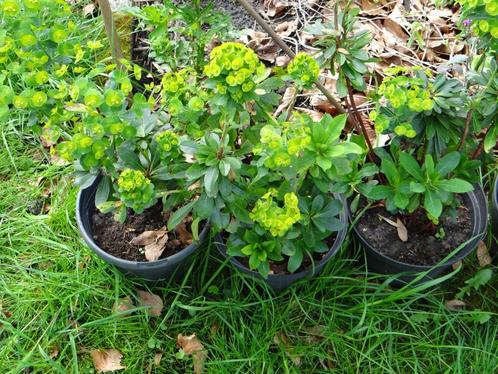 vaste planten ( tuin ) winterhard verschillende soorten, Jardin & Terrasse, Plantes | Jardin, Enlèvement