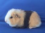 Lief Ch Teddy cavia beertje beschikbaar, Dieren en Toebehoren, Knaagdieren, Cavia, Mannelijk, Tam, September