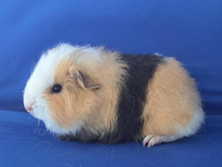 Lief Ch Teddy cavia beertje beschikbaar, Dieren en Toebehoren, Knaagdieren, Mannelijk, Cavia, September, Tam
