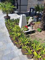 palmbomen, Jardin & Terrasse, Plantes | Arbres, 100 à 250 cm, Enlèvement, Ombre partielle, Printemps