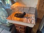 Lieve kip met kuikens, Dieren en Toebehoren, Pluimvee, Kip