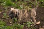 Cane corso  teefje, Dieren en Toebehoren, België, Fokker | Hobbymatig, CDV (hondenziekte), 8 tot 15 weken