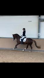 Halve of hele stal, Dieren en Toebehoren, Paarden