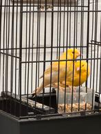 Geel opaal kanaries, Dieren en Toebehoren, Vogels | Kanaries, Mannelijk, Zangkanarie