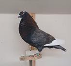 Tilduiven, Dieren en Toebehoren