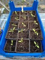Tomatenplanten, Tuin en Terras, Ophalen of Verzenden, Groenteplanten, Eenjarig, Volle zon