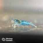 Blue Velvet Garnalen – Neocaridina, Dieren en Toebehoren, Kreeft, Krab of Garnaal, Zoetwatervis, Schoolvis
