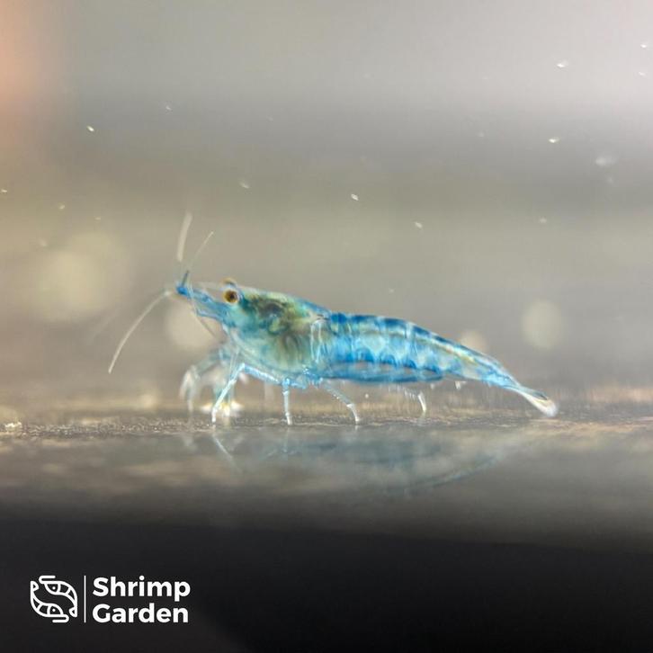 Blue Velvet Garnalen – Neocaridina, Animaux & Accessoires, Poissons | Poissons d'aquarium, Poisson d'eau douce, Homard, Crabe ou Crevette