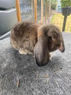 Duitse hangoor konijn, Hangoor