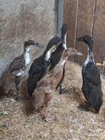 Loopeenden zwart en bruin, Dieren en Toebehoren, Pluimvee, Geslacht onbekend