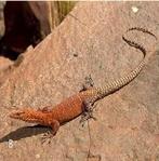 Gezocht varanus pilbarensis 1.1.0, Lézard, Domestique, 0 à 2 ans