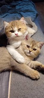 Britse kittens te koop, Dieren en Toebehoren, Katten en Kittens | Raskatten | Korthaar, Meerdere dieren, Gechipt, 0 tot 2 jaar