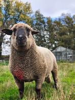 Hampshire Down ram, Dieren en Toebehoren, Mannelijk, Schaap, 0 tot 2 jaar