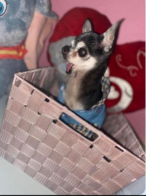 Je garde vos chiens en famille pendant vos vacances, Dieren en Toebehoren, Honden-accessoires, Ophalen of Verzenden