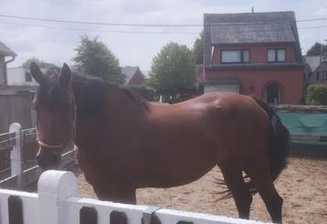 Te koop, Jument