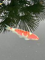 Kohaku, Dieren en Toebehoren, Vissen | Vijvervissen, Karper of Koi