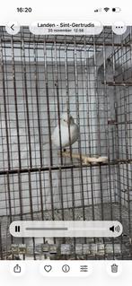 En vente: Quelques Fife Fancy de belle qualité, Canari de posture