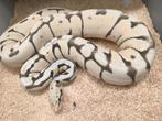Ball pythons proven breeders, Dieren en Toebehoren